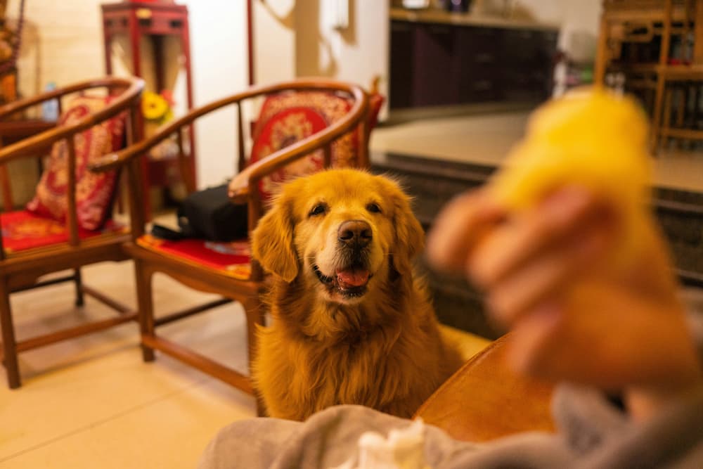 dog vomiting white foam