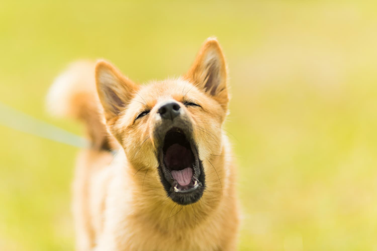 what is a reactive dog
