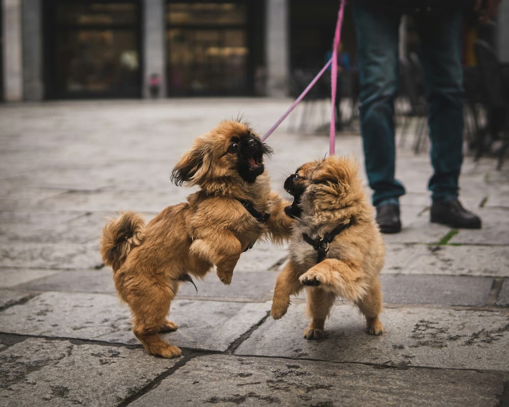 how to introduce dogs