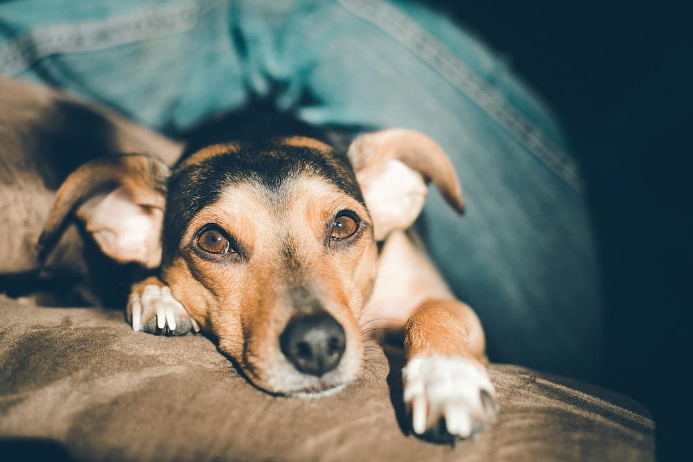 how to trim dog nails