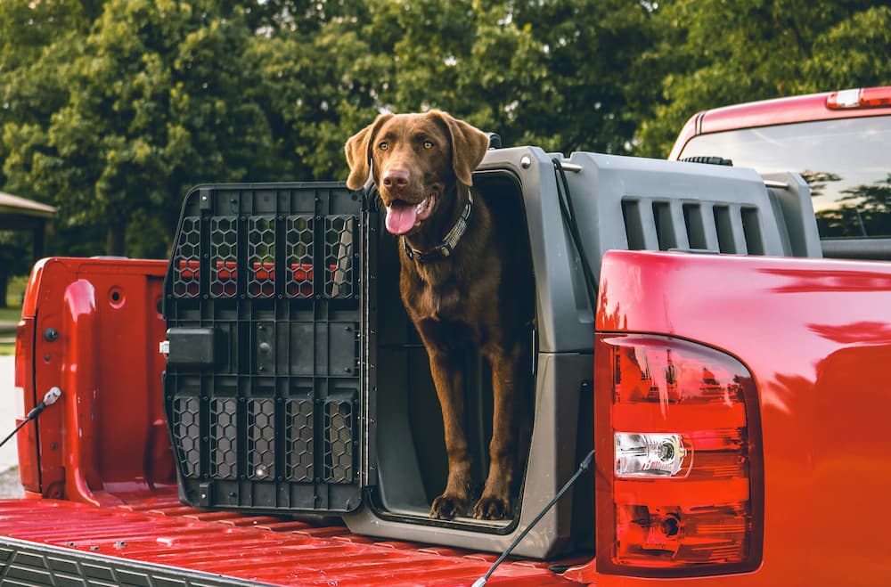 how to crate train a dog
