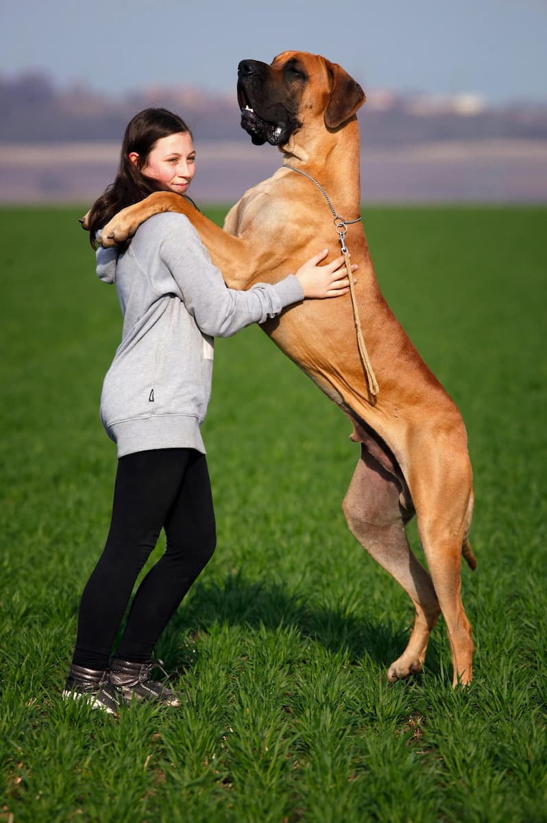 dog jumping on people