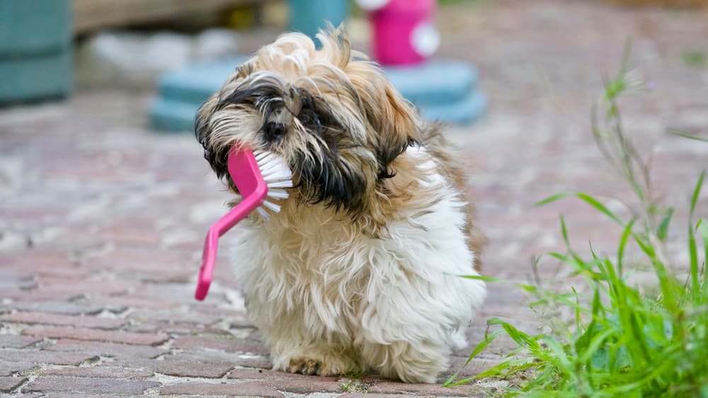 dog teeth cleaning cost