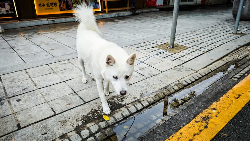 dog vomiting yellow liquid