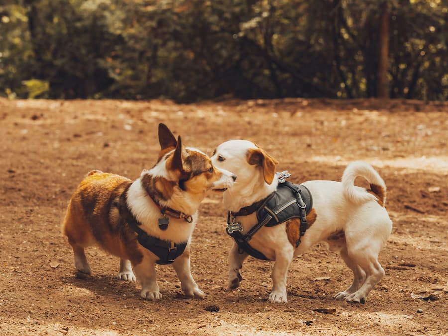 best way to introduce dogs