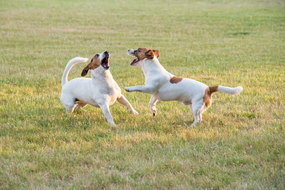 how to train a dog to stay
