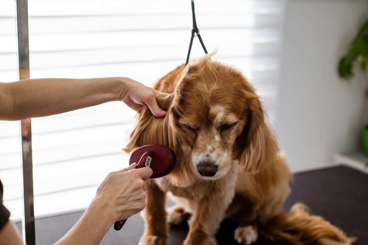 home remedies for dog shedding