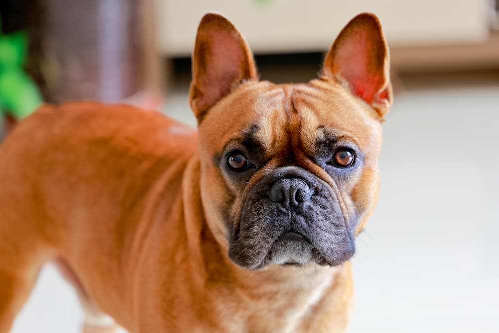 how to teach your dog to stay
