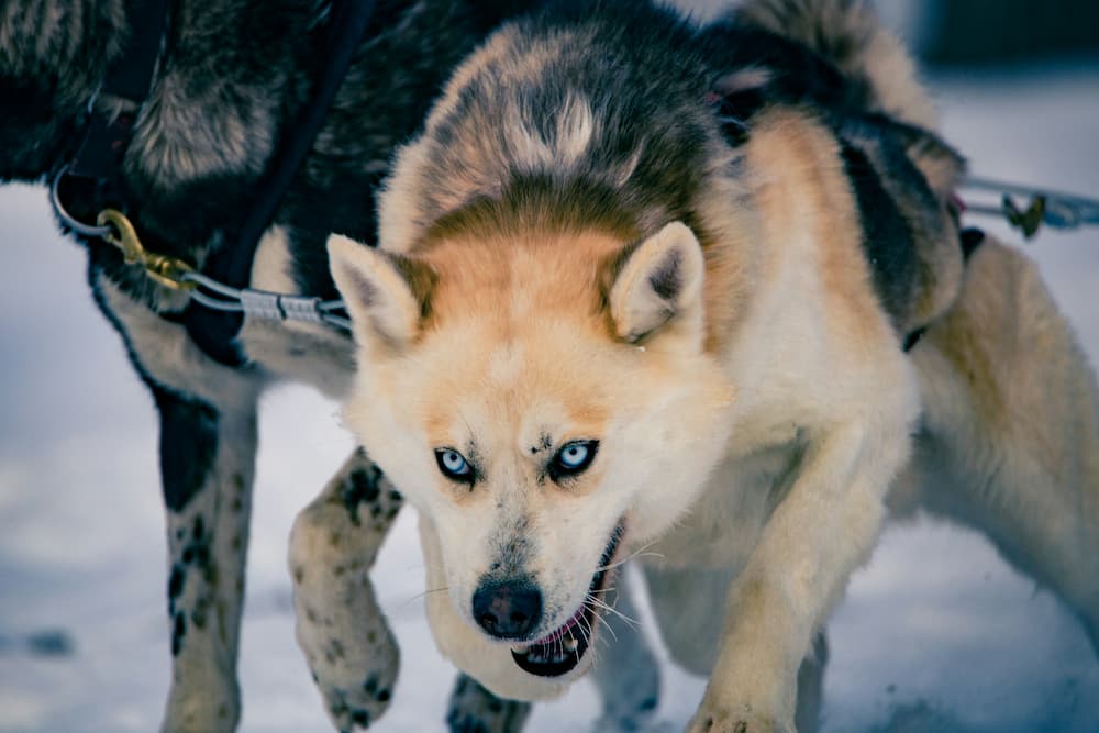 how to train an aggressive dog