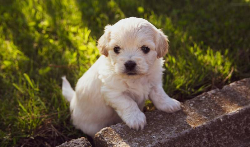 adorable-puppy