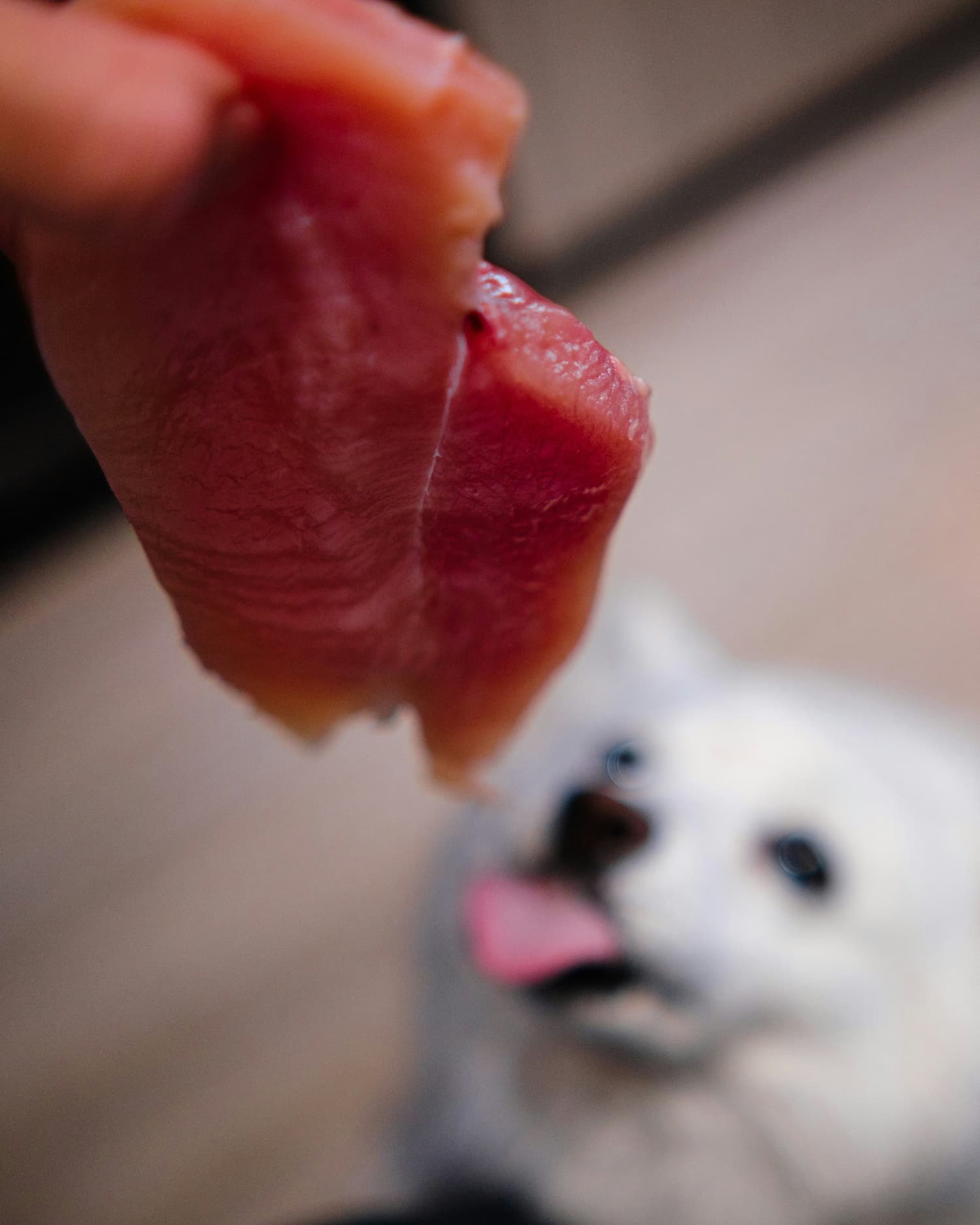 can dogs eat raw meat