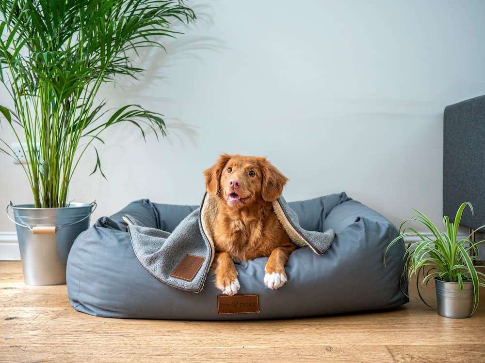 dog illness throwing up