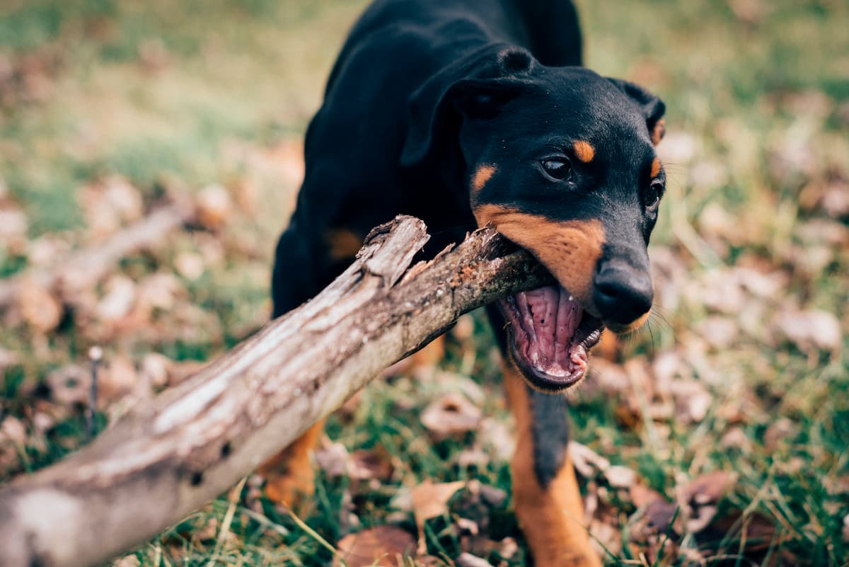 dog dental cleaning cost