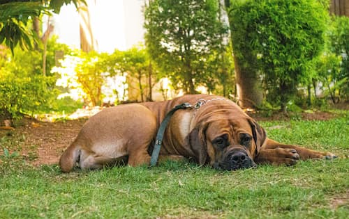 treating nausea in dogs