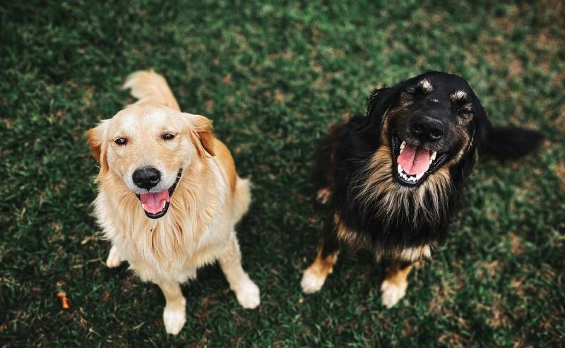 dogs-wag-tails