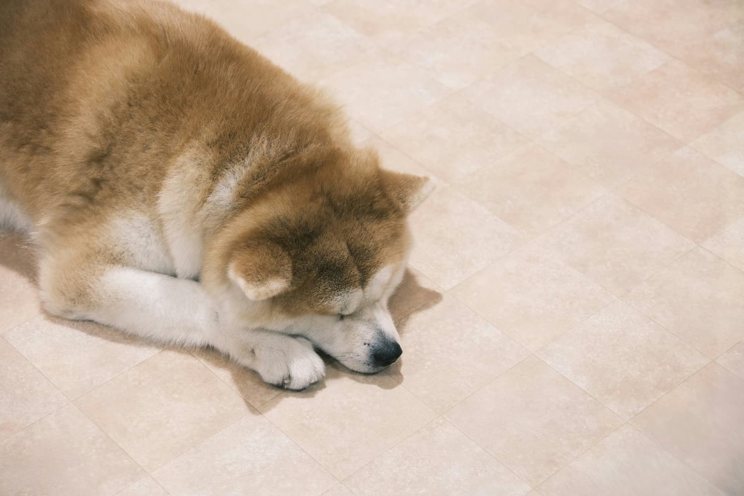 dog vomiting