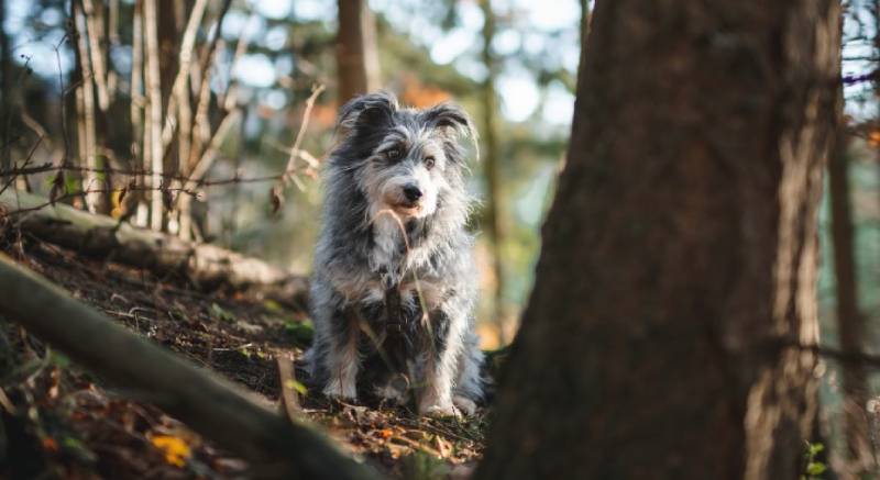 can-dogs-live-in-the-wild