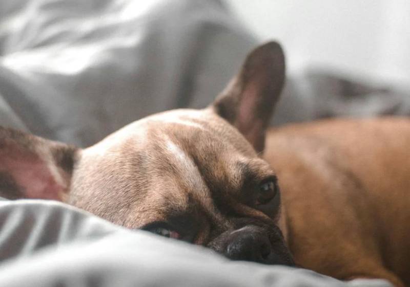 dogs-ears-are-hot