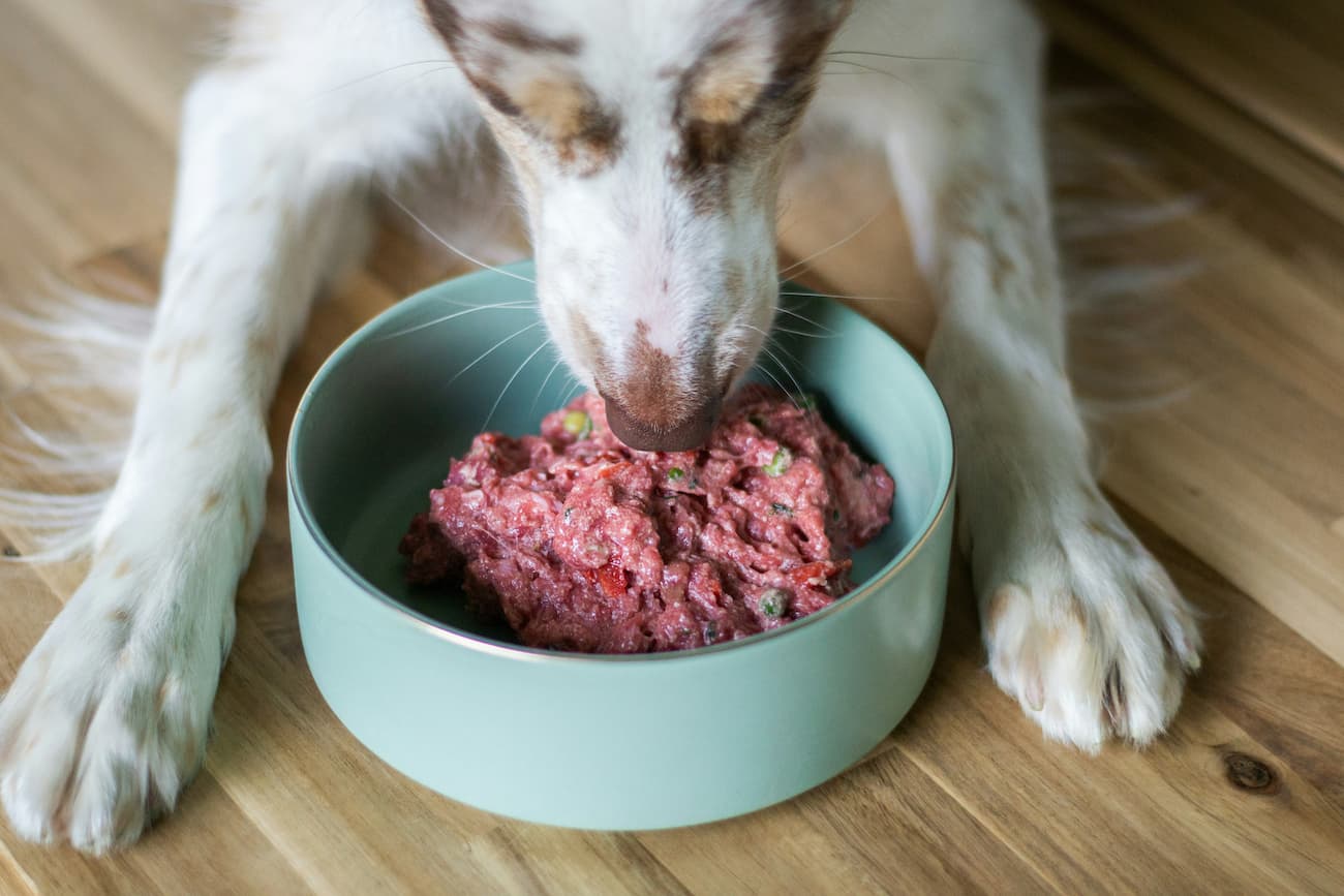 should dogs eat raw meat