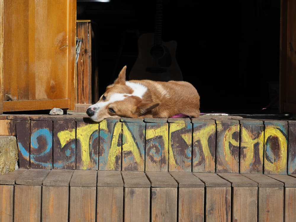 dog constipation