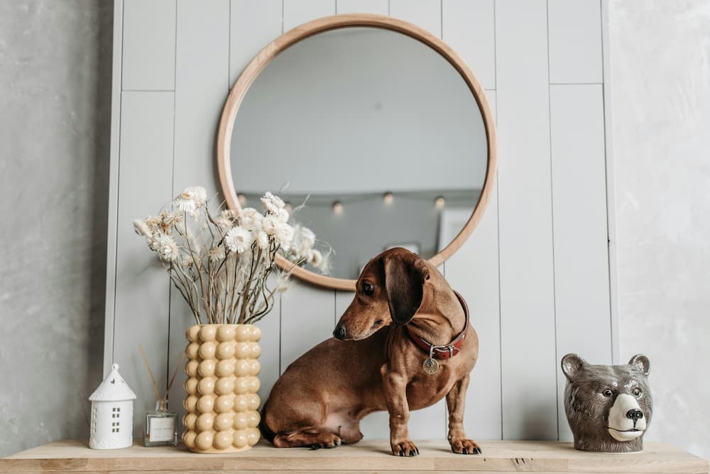 good dog food for dachshunds