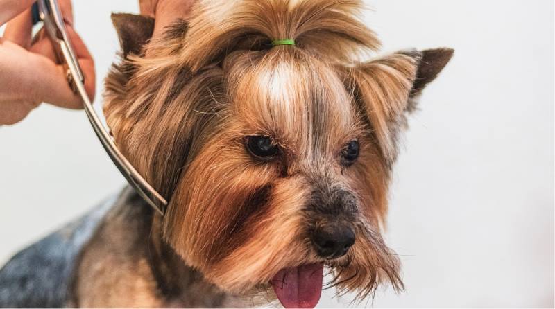 dog-grooming