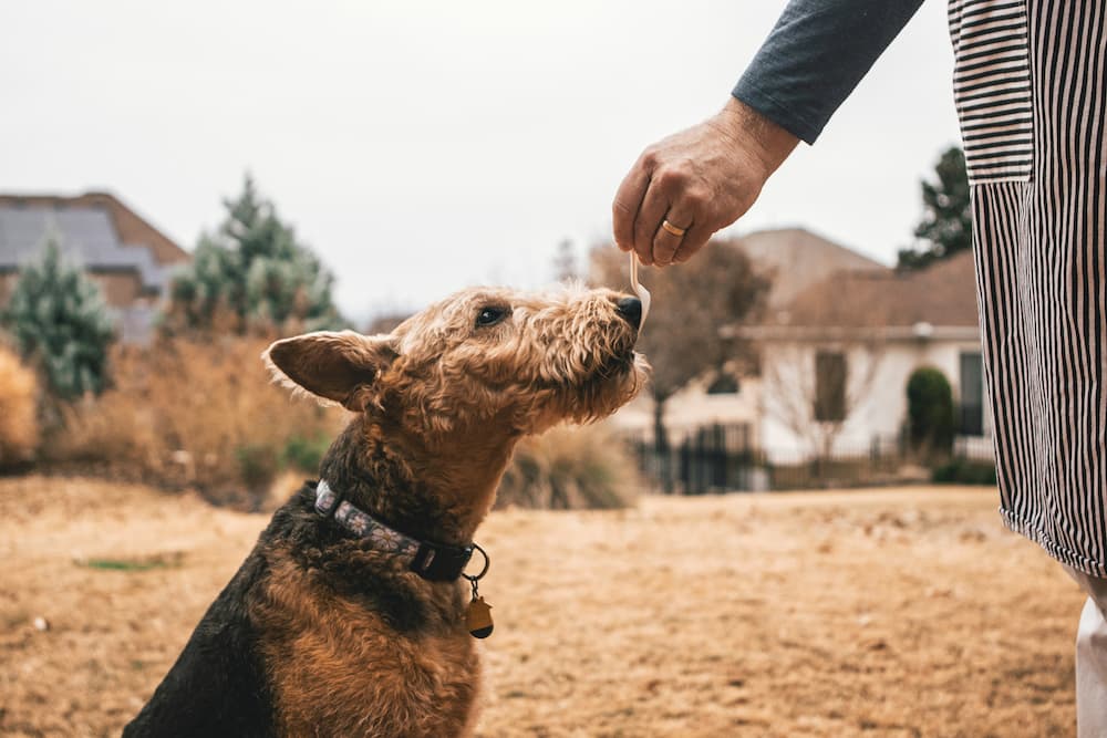 service dog training cost