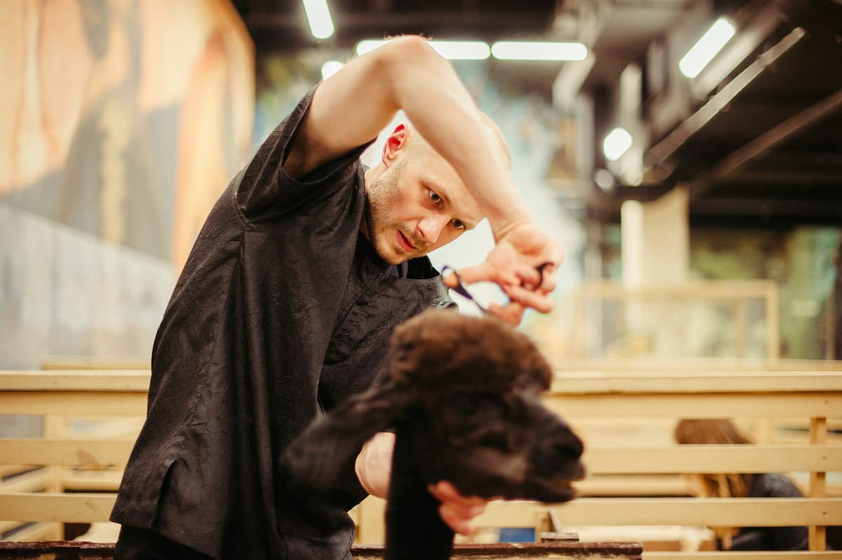 prices for dog grooming