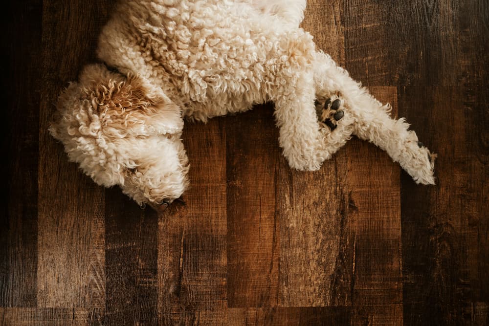 dog upset stomach