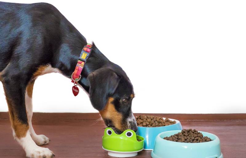 feed-adult-dog