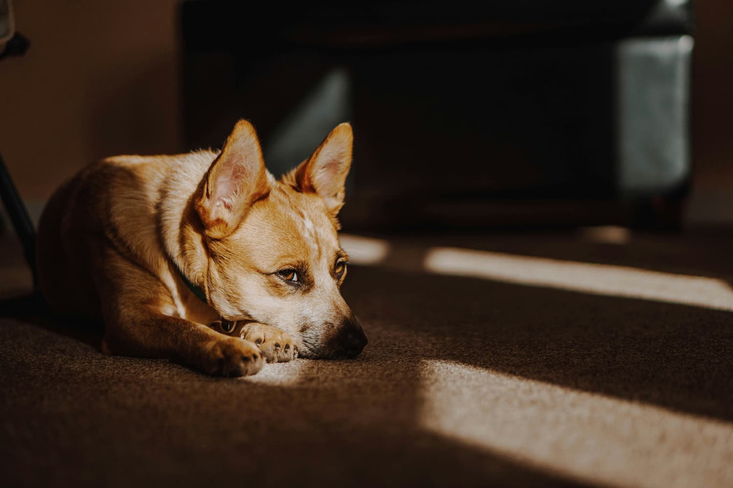 crate training a puppy overnight