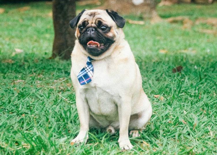 pug-sitting-in-frosty-grass