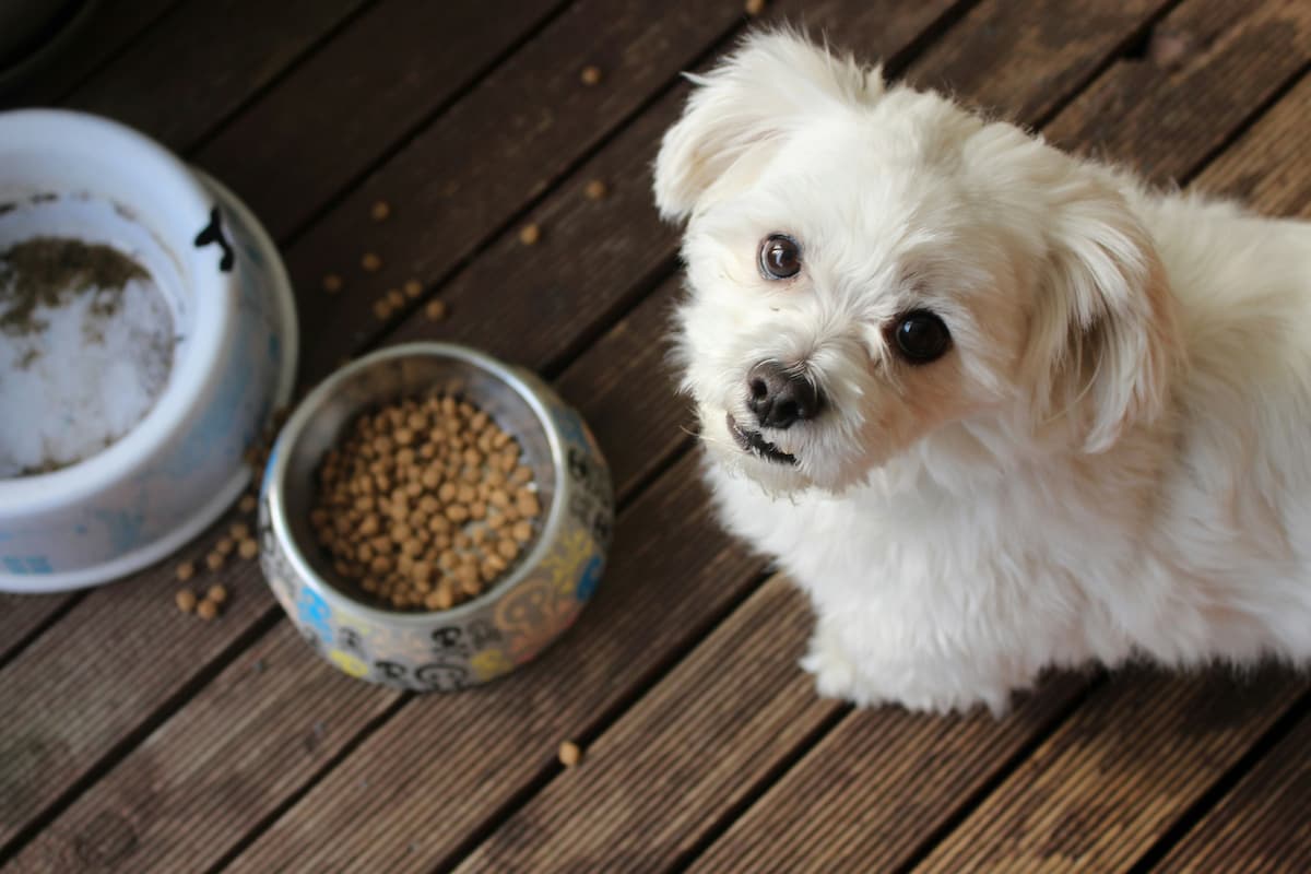 is cat food bad for dogs