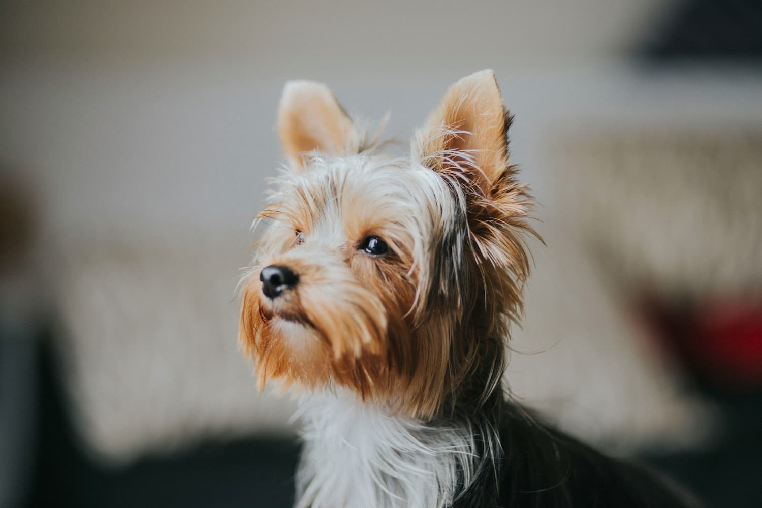 how to clean dog ears