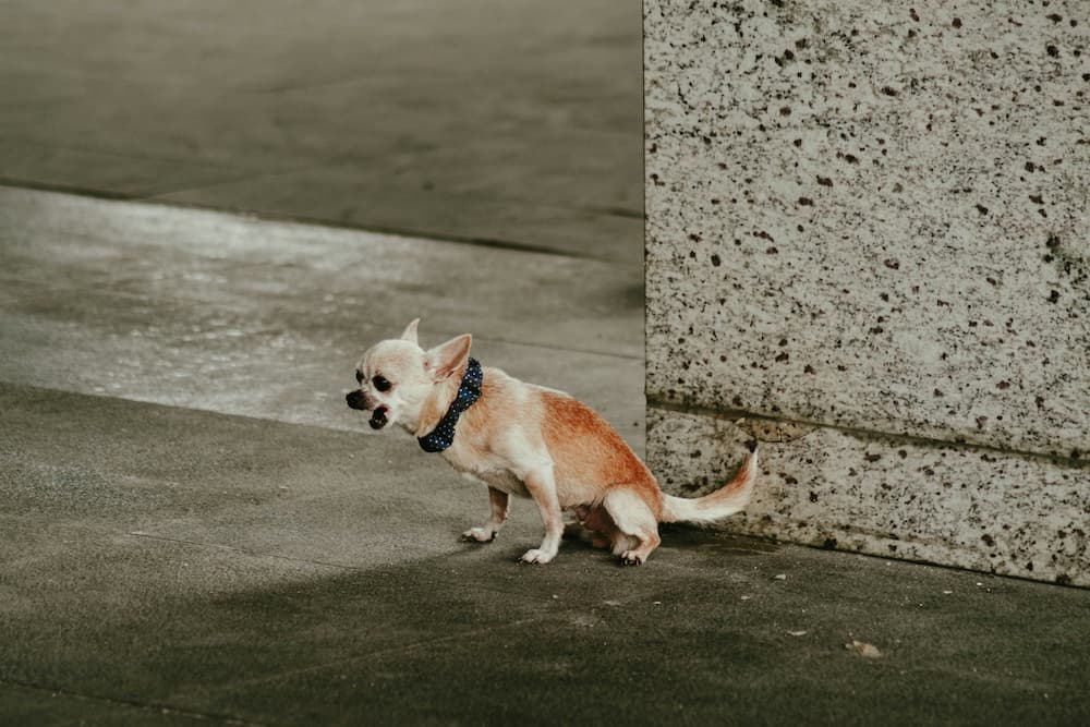 how to potty train a puppy