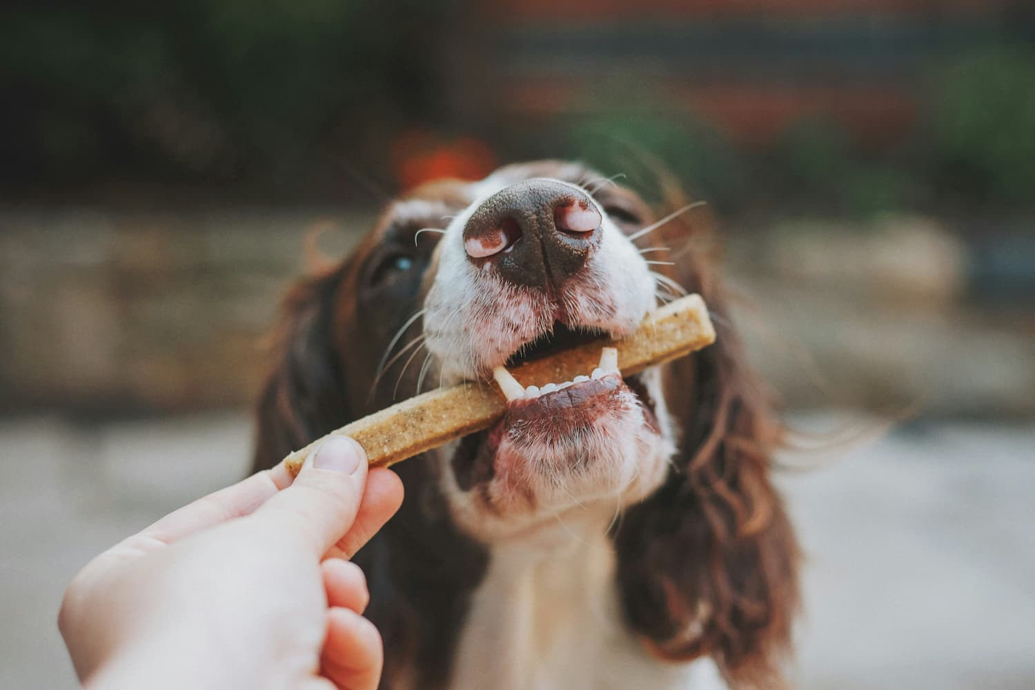 how often to brush dog teeth