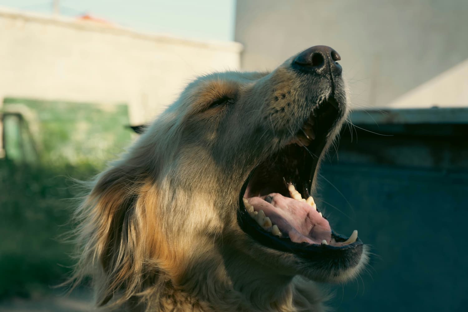 dog being sick bile