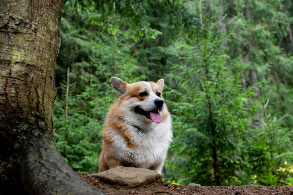 puppy bloat signs