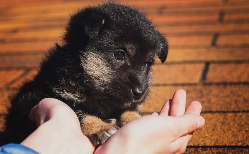 start-training-from-a-puppy