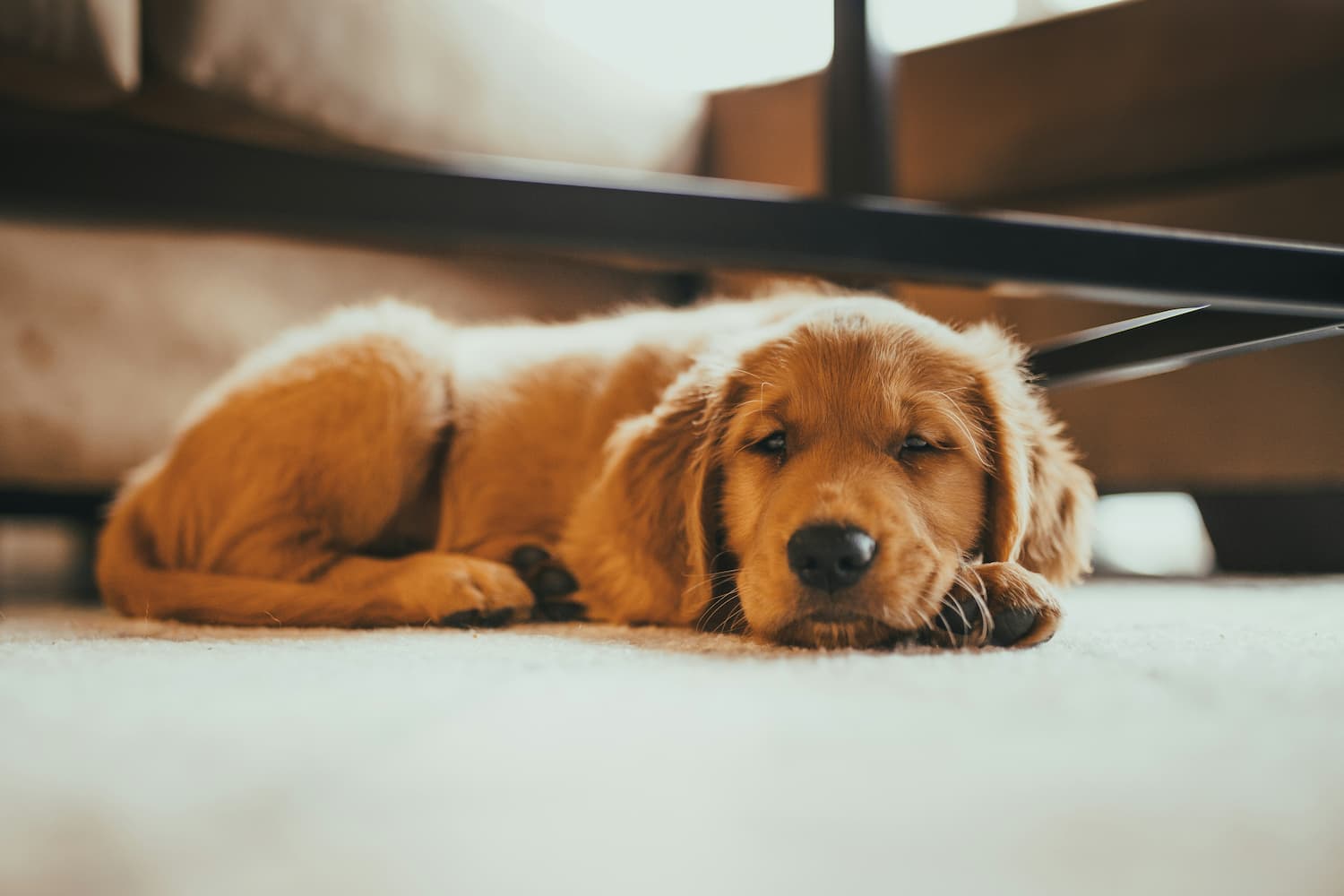 how to crate train a puppy at night