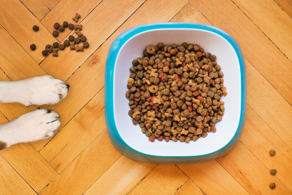 can dogs eat cat food