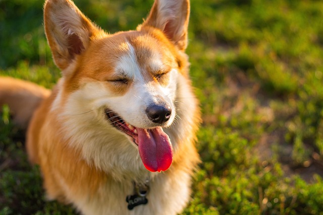 dog eye squinting
