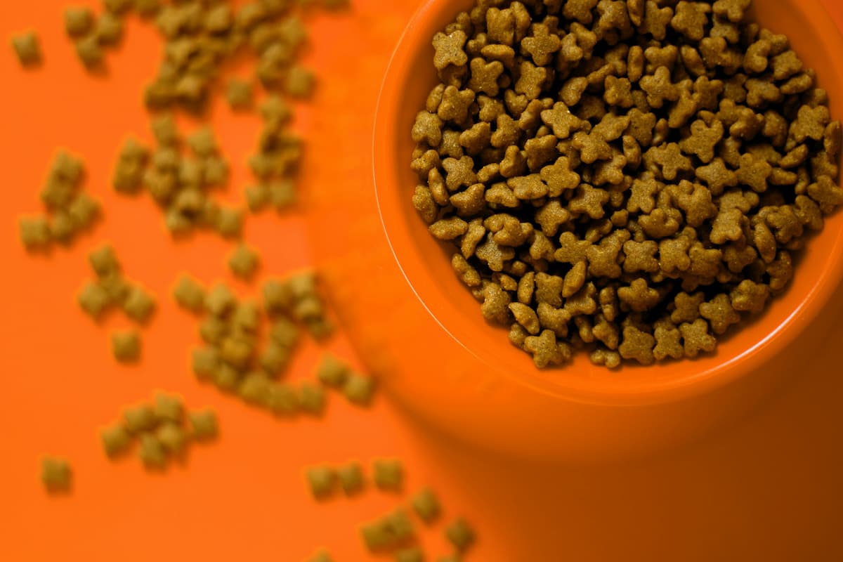 changing dog food
