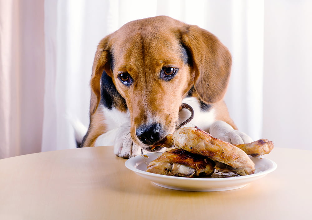 can dogs eat chicken