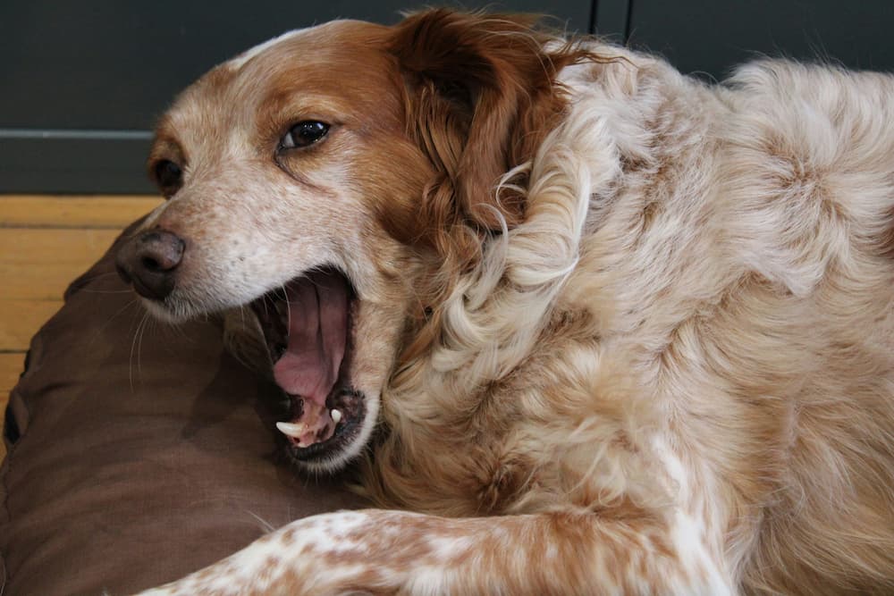dog nausea