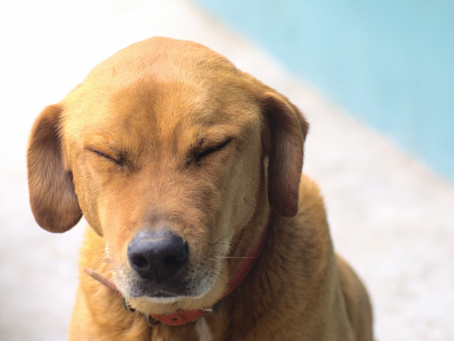 dog closing eyes