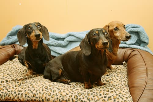 best dog food for dachshunds