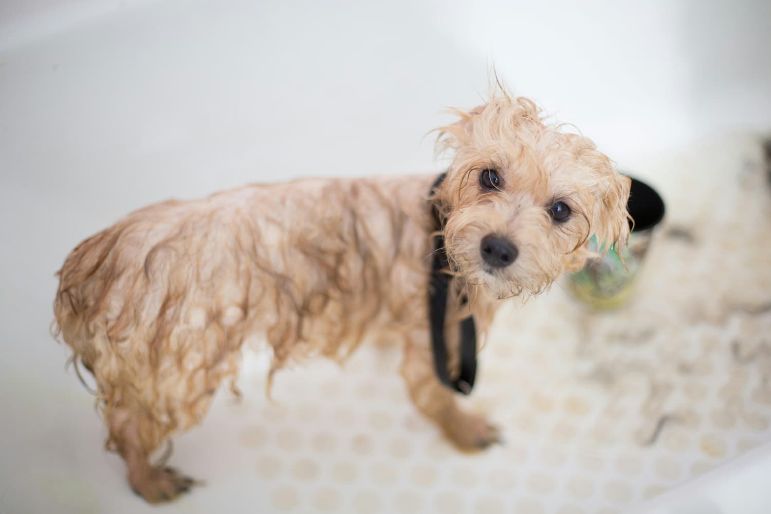 how often to bathe a dog