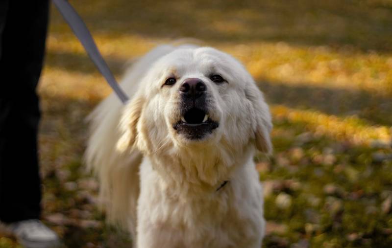 dog-barking