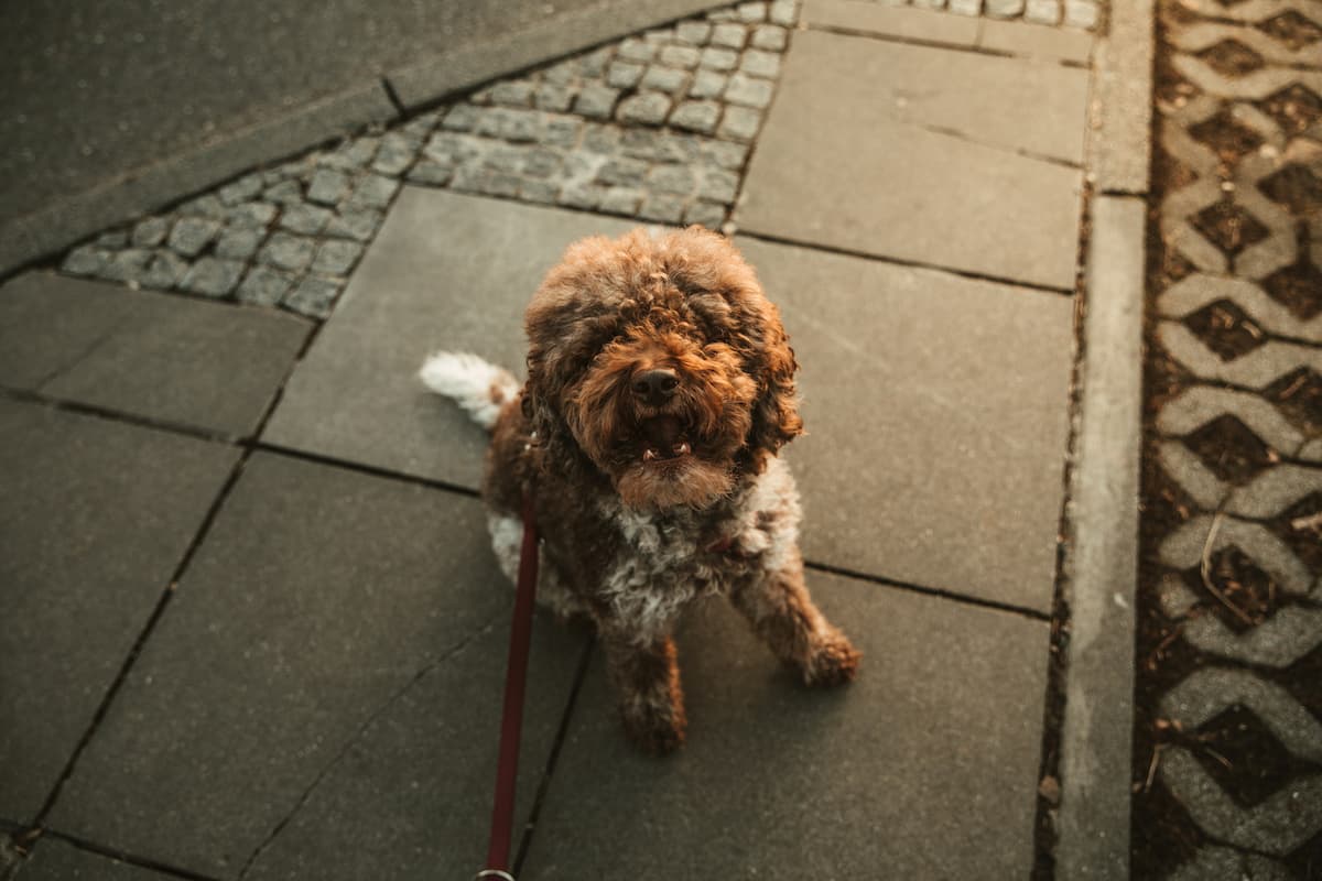 puppy training guide